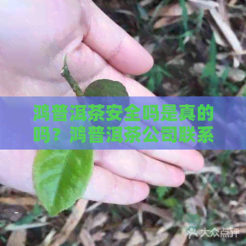 鸿普洱茶安全吗是真的吗？鸿普洱茶公司联系电话