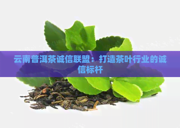 云南普洱茶诚信联盟：打造茶叶行业的诚信标杆