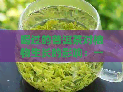 喝过的普洱茶对植物生长的影响：一种独特的肥料来源吗？