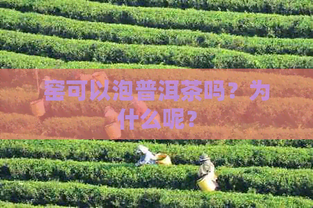 窑可以泡普洱茶吗？为什么呢？