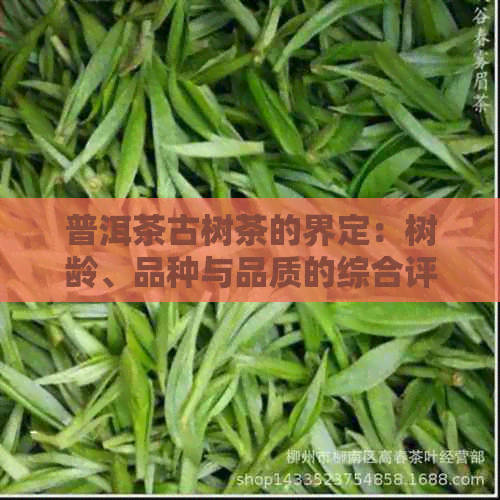 普洱茶古树茶的界定：树龄、品种与品质的综合评估