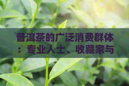 普洱茶的广泛消费群体：专业人士、收藏家与健追随者