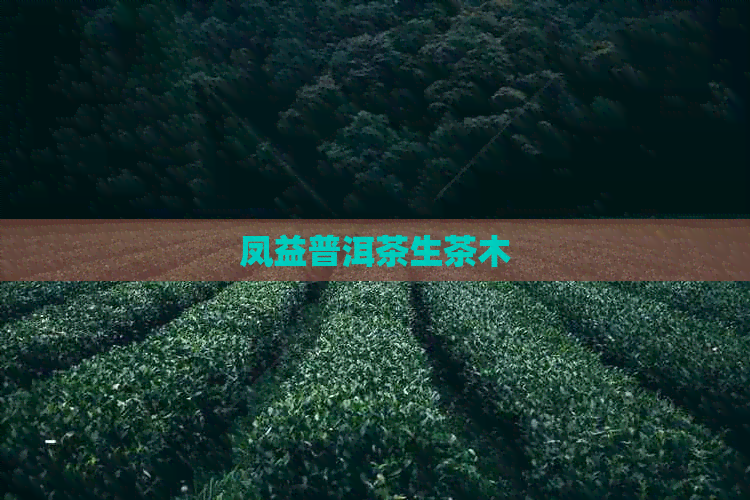 凤益普洱茶生茶木