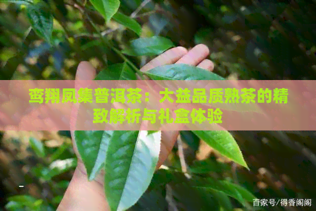 鸾翔凤集普洱茶：大益品质熟茶的精致解析与礼盒体验