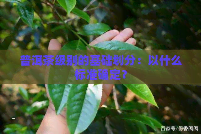 普洱茶级别的基础划分：以什么标准确定？