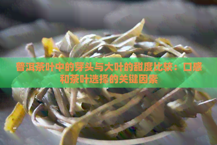 普洱茶叶中的芽头与大叶的甜度比较：口感和茶叶选择的关键因素