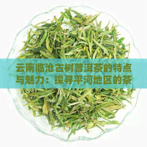 云南临沧古树普洱茶的特点与魅力：探寻平河地区的茶文化