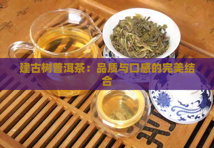 建古树普洱茶：品质与口感的完美结合