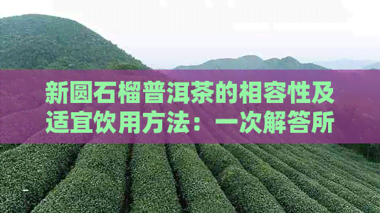 新圆石榴普洱茶的相容性及适宜饮用方法：一次解答所有疑问