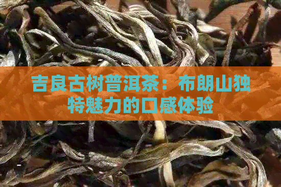 吉良古树普洱茶：布朗山独特魅力的口感体验