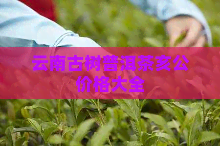 云南古树普洱茶亥公价格大全