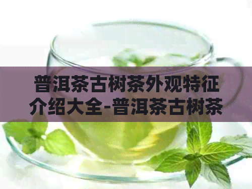 普洱茶古树茶外观特征介绍大全-普洱茶古树茶外观特征介绍大全图片