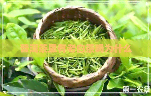 普洱茶里有老白茶吗为什么