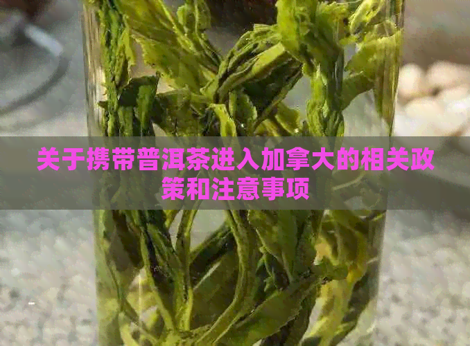 关于携带普洱茶进入加拿大的相关政策和注意事项