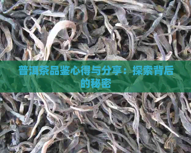 普洱茶品鉴心得与分享：探索背后的秘密