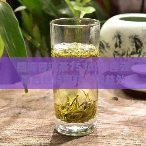 福海普洱茶7536:源自云南的独特风味与健益处