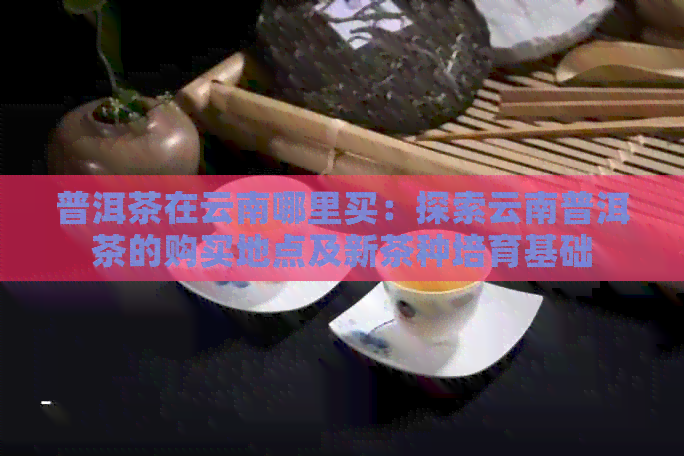 普洱茶在云南哪里买：探索云南普洱茶的购买地点及新茶种培育基础