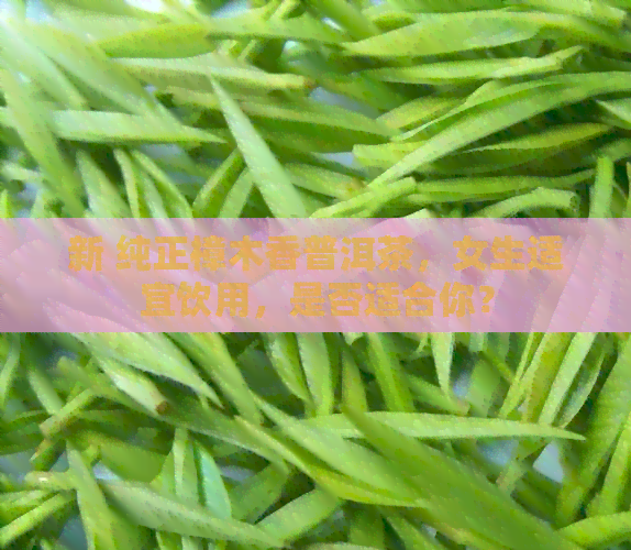 新 纯正樟木香普洱茶，女生适宜饮用，是否适合你？