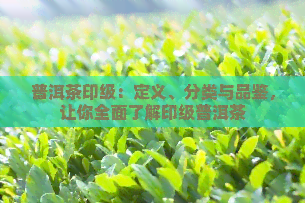 普洱茶印级：定义、分类与品鉴，让你全面了解印级普洱茶