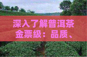 深入了解普洱茶金票级：品质、特点、价值及购买建议