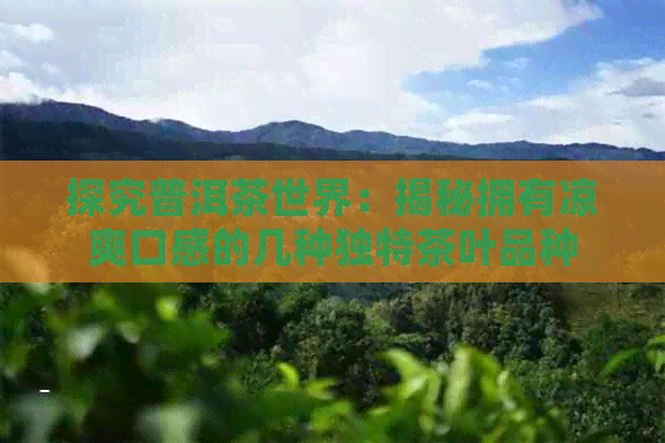 探究普洱茶世界：揭秘拥有凉爽口感的几种独特茶叶品种