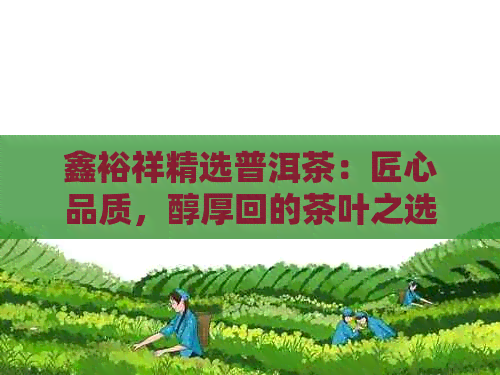 鑫裕祥精选普洱茶：匠心品质，醇厚回的茶叶之选