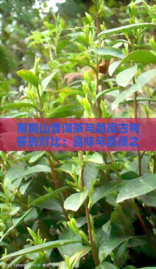 南糯山普洱茶与勐库古树茶的对比：品味与品质之争