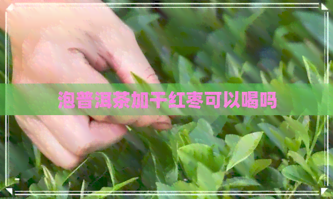 泡普洱茶加干红枣可以喝吗