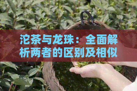 沱茶与龙珠：全面解析两者的区别及相似点，满足用户对茶和动漫的好奇心