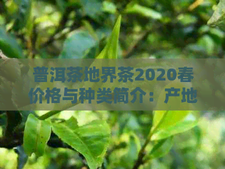 普洱茶地界茶2020春价格与种类简介：产地、特点、生茶详解