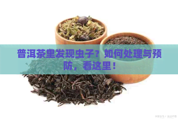 普洱茶里发现虫子？如何处理与预防，看这里！