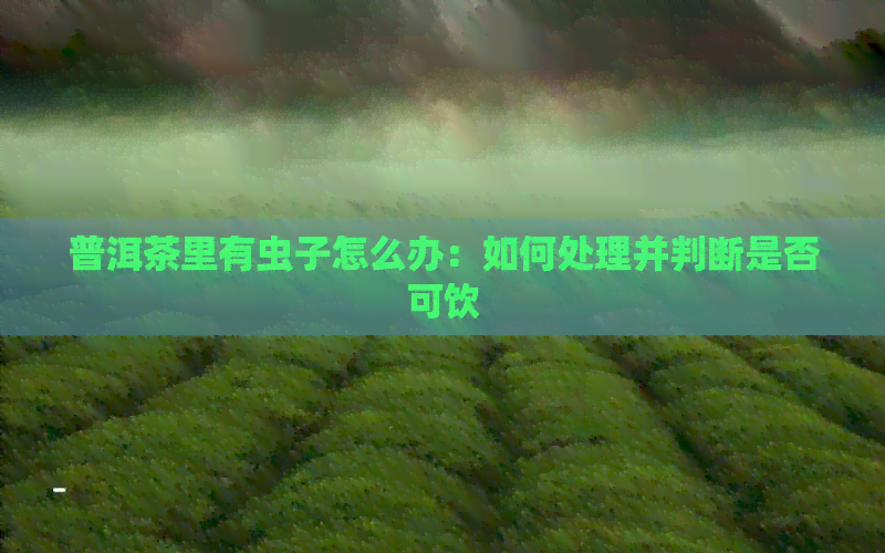 普洱茶里有虫子怎么办：如何处理并判断是否可饮