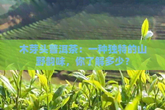 木芽头普洱茶：一种独特的山野韵味，你了解多少？