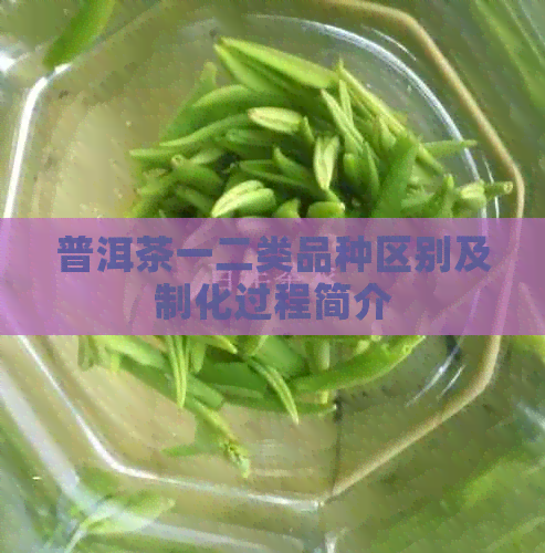 普洱茶一二类品种区别及制化过程简介