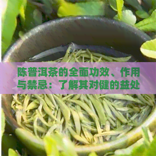 陈普洱茶的全面功效、作用与禁忌：了解其对健的益处与潜在风险