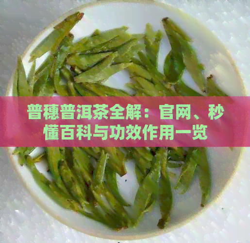 普穗普洱茶全解：官网、秒懂百科与功效作用一览