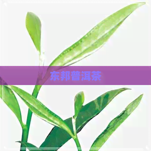 东邦普洱茶