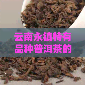 云南永镇特有品种普洱茶的魅力解析与品鉴