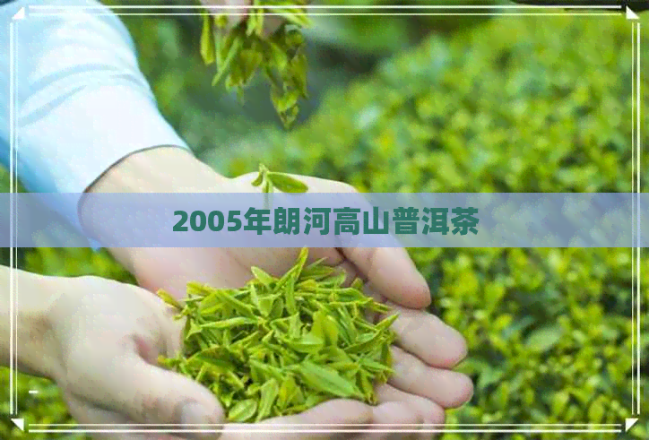 2005年朗河高山普洱茶