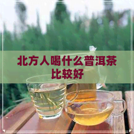 北方人喝什么普洱茶比较好