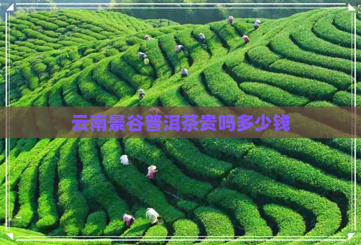 云南景谷普洱茶贵吗多少钱