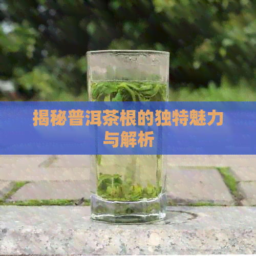 揭秘普洱茶根的独特魅力与解析