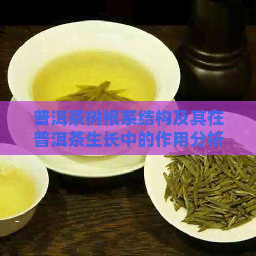 普洱茶树根系结构及其在普洱茶生长中的作用分析