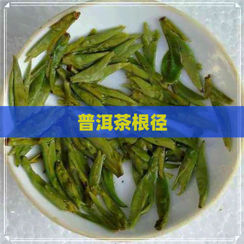 普洱茶根径