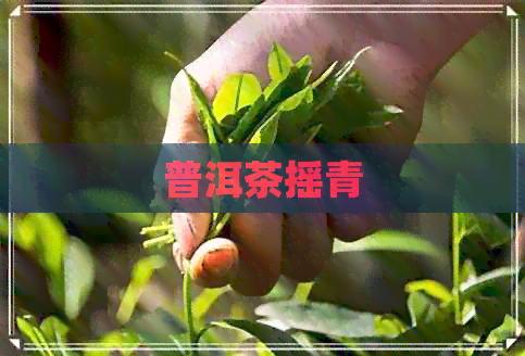 普洱茶摇青