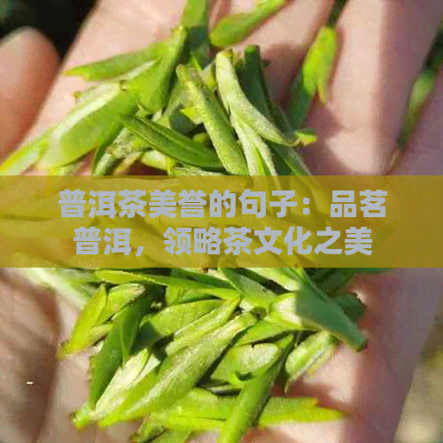 普洱茶美誉的句子：品茗普洱，领略茶文化之美