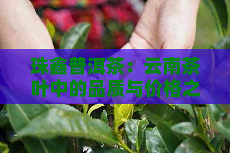 珠鑫普洱茶：云南茶叶中的品质与价格之选