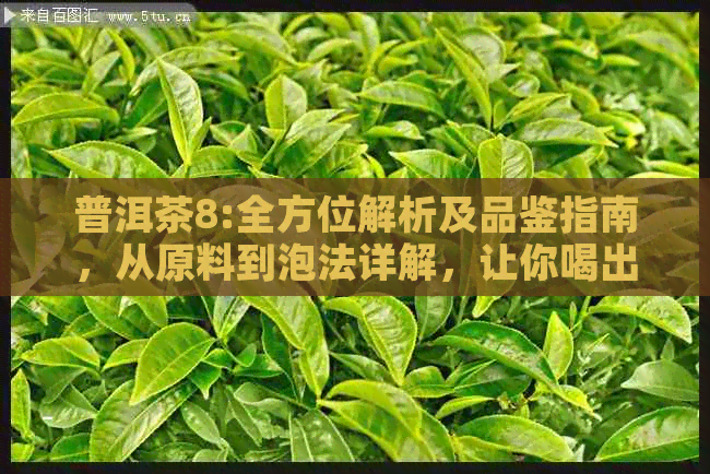 普洱茶8:全方位解析及品鉴指南，从原料到泡法详解，让你喝出普洱茶的真谛