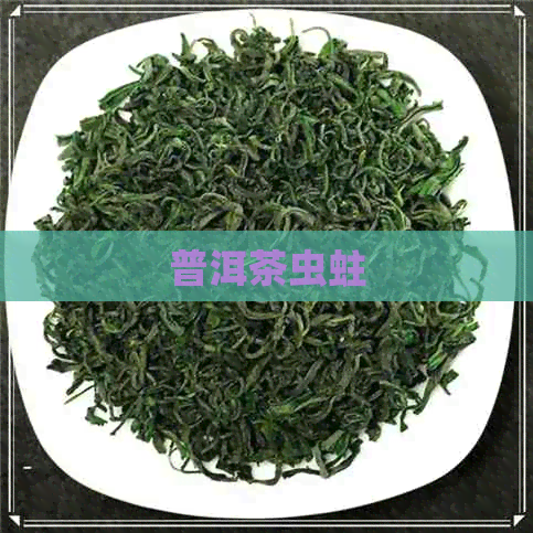 普洱茶虫蛀