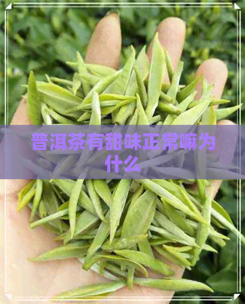 普洱茶有甜味正常嘛为什么